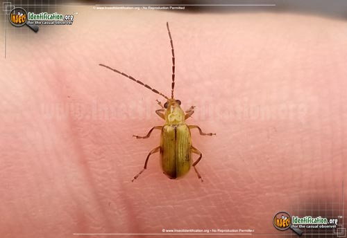 Thumbnail image of the Northern-Corn-Rootworm-Beetle