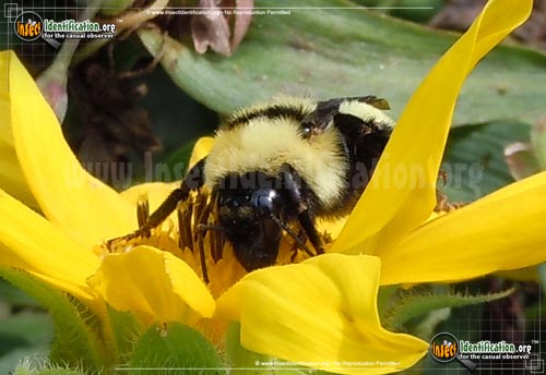 Thumbnail image #4 of the Northern-Golden-Bumble-Bee