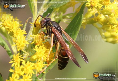 Thumbnail image #11 of the Northern-Paper-Wasp