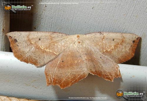Thumbnail image of the Obtuse-Euchlaena-Moth