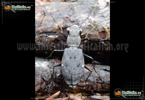 Thumbnail image of the One-Spotted-Tiger-Beetle