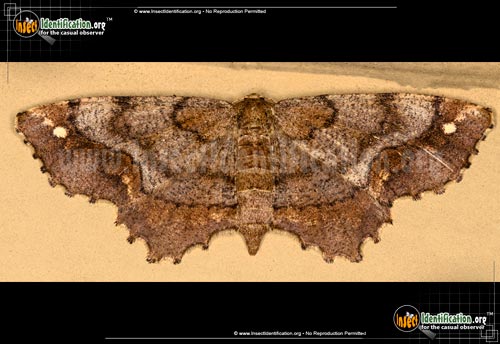 Thumbnail image of the One-Spotted-Variant-Moth
