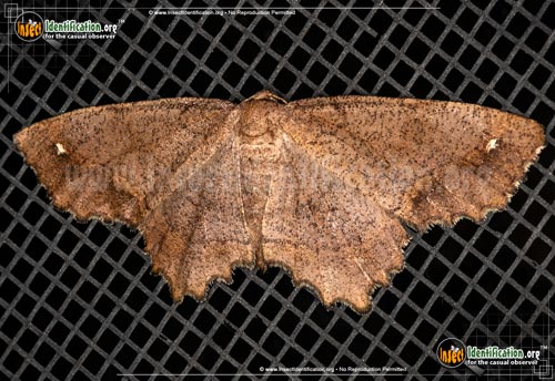 Thumbnail image #2 of the One-Spotted-Variant-Moth