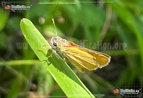Thumbnail image of the Orange-Skipperling