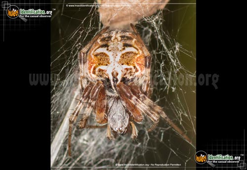 Thumbnail image #10 of the Arboreal-Orb-Weaver
