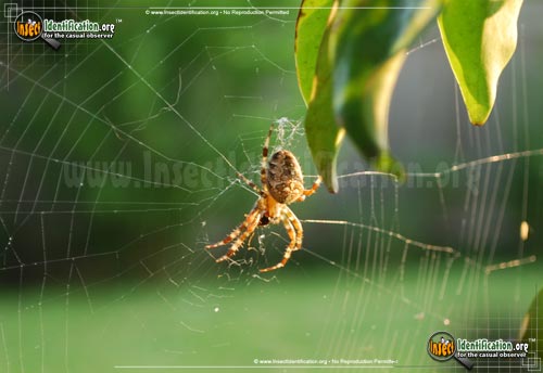 Thumbnail image #5 of the Arboreal-Orb-Weaver
