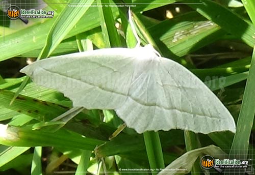 Thumbnail image #3 of the Pale-Beauty-Moth