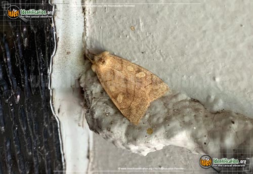 Thumbnail image of the Pale-Enargia-Moth