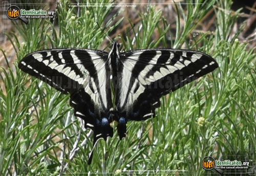 Thumbnail image #2 of the Pale-Tiger-Swallowtail-Butterfly