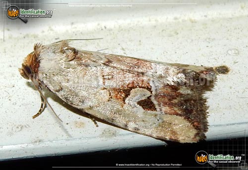 Thumbnail image #2 of the Pale-winged-Midget-Moth