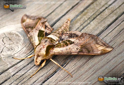 Thumbnail image #7 of the Pandorus-Sphinx-Moth