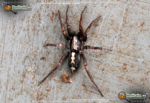 Thumbnail image #3 of the Parson-Spider