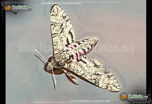Thumbnail image #4 of the Pink-Spotted-Hawkmoth