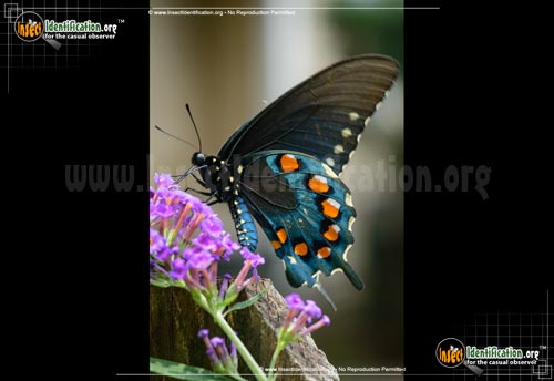 Thumbnail image of the Pipevine-Swallowtail