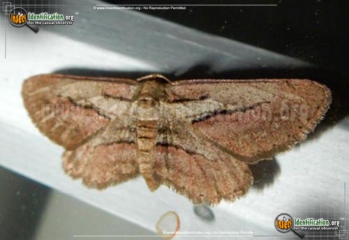 Thumbnail image of the Plumose-Gray-Moth