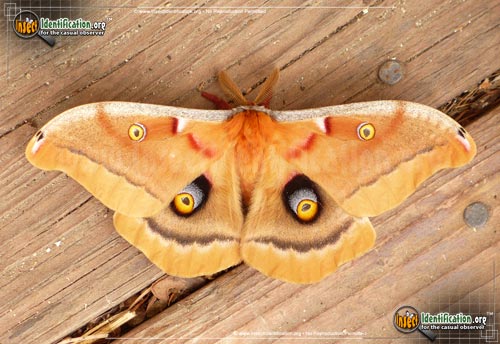Thumbnail image #11 of the Polyphemus-Moth