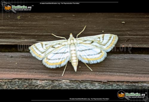 Thumbnail image #2 of the Pondweed-Moth