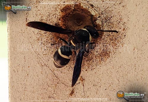 Thumbnail image #2 of the Potter-Wasp-Eudoynerus