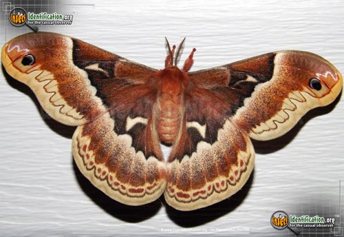 Thumbnail image of the Promethea-Moth