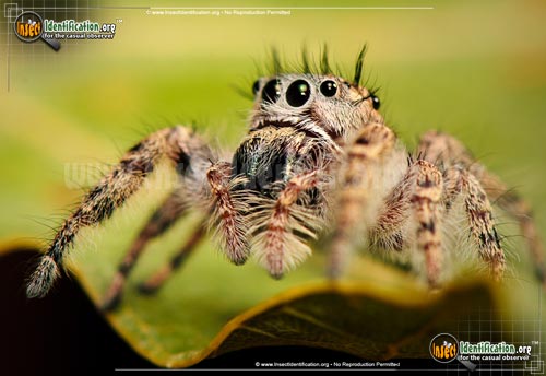 Thumbnail image #4 of the Putnam-Jumping-Spider