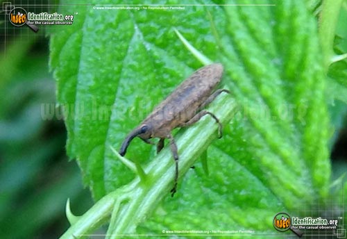 Thumbnail image of the Ragweed-Weevil