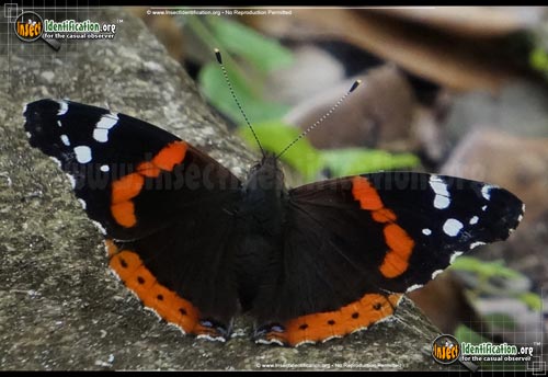 Thumbnail image #10 of the Red-Admiral-Butterfly