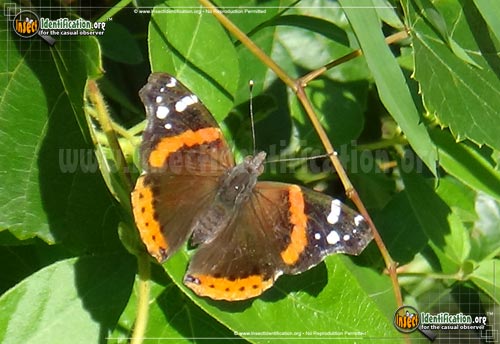 Thumbnail image #14 of the Red-Admiral-Butterfly
