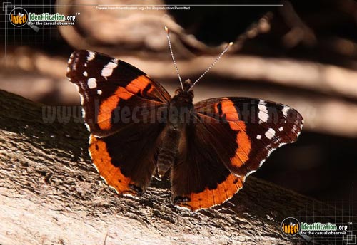 Thumbnail image #15 of the Red-Admiral-Butterfly