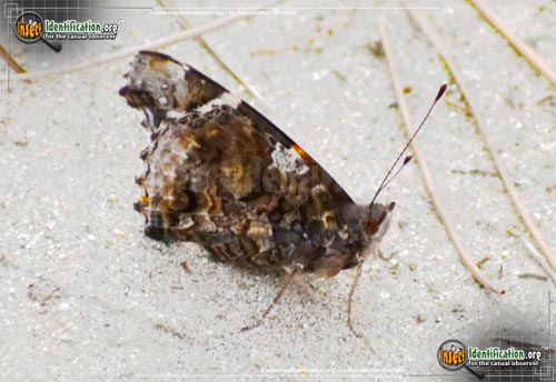 Thumbnail image #12 of the Red-Admiral-Butterfly