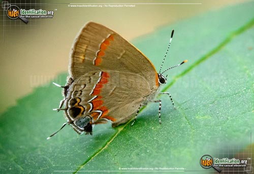 Thumbnail image of the Red-Banded-Hairstreak-Butterfly