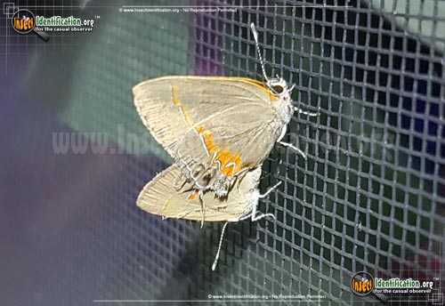 Thumbnail image #2 of the Red-Banded-Hairstreak-Butterfly
