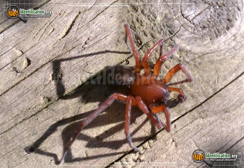 Thumbnail image of the Red-Folding-Door-Trapdoor-Spider