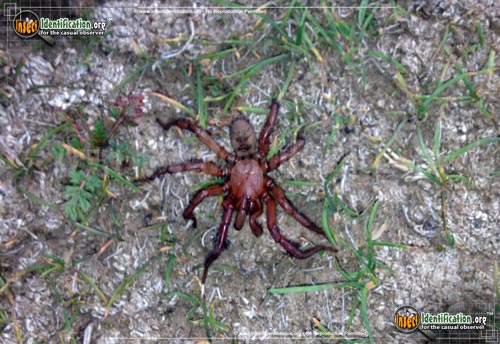 Thumbnail image #2 of the Red-Folding-Door-Trapdoor-Spider