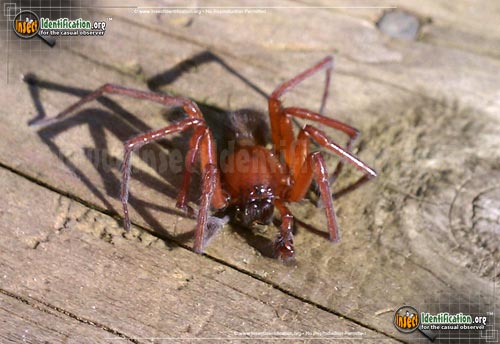 Thumbnail image #3 of the Red-Folding-Door-Trapdoor-Spider