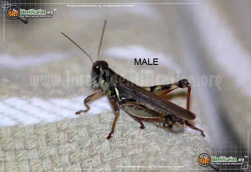 Thumbnail image #3 of the Red-Legged-Grasshopper