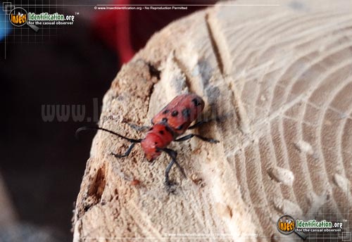 Thumbnail image #6 of the Red-Milkweed-Beetle
