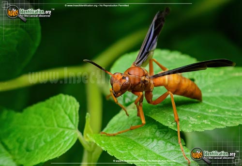 Thumbnail image #7 of the Red-Paper-Wasp
