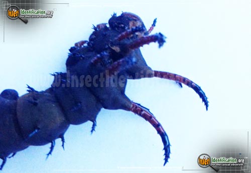 Thumbnail image #8 of the Regal-Moth