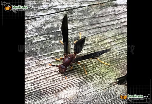 Thumbnail image of the Ringed-Paper-Wasp