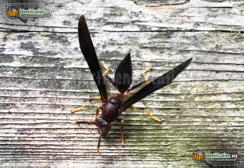 Thumbnail image #4 of the Ringed-Paper-Wasp