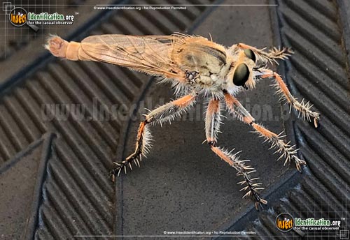 Thumbnail image #5 of the Robber-Fly