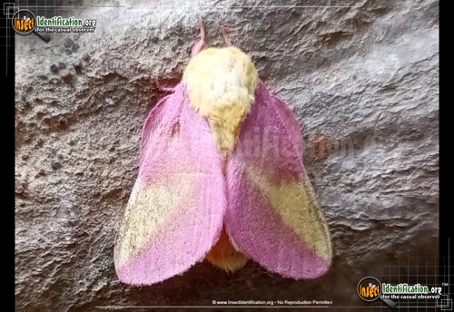 Thumbnail image of the Rosy-Maple-Moth