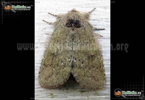 Thumbnail image #3 of the Saddled-Prominent-Moth