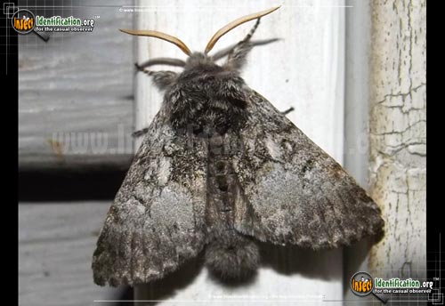 Thumbnail image of the Saddled-Yellowhorn-Moth