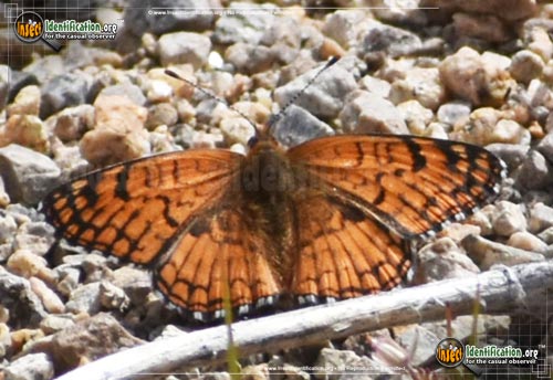 Thumbnail image of the Sagebrush-Checkerspot-Butterfly