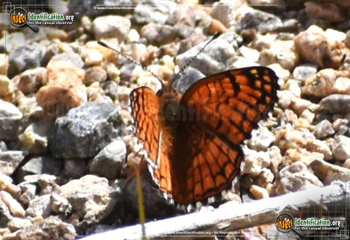 Thumbnail image #2 of the Sagebrush-Checkerspot-Butterfly