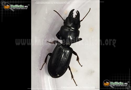 Thumbnail image of the Scarites-Ground-Beetle