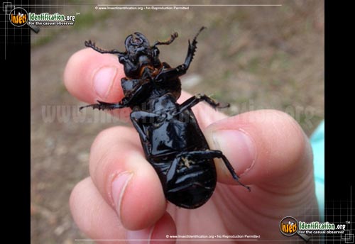 Thumbnail image #3 of the Scarites-Ground-Beetle