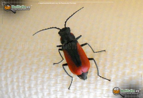 Thumbnail image of the Scarlet-Malachite-Beetle