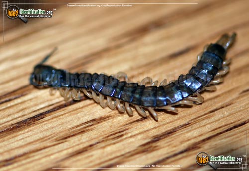 Thumbnail image of the Scolopendrid-Centipede